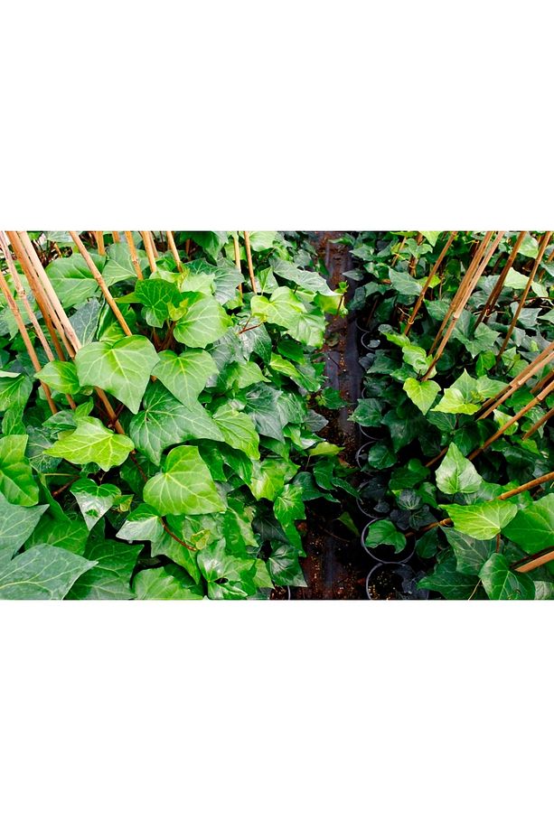 Hedera Sarmaşık - 1.5 Metre Sarılıcı Bitki - 7