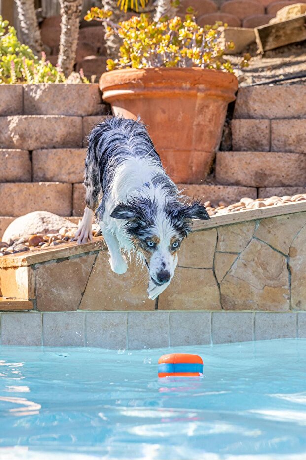 !Waterproof Dog Play Ring - 6