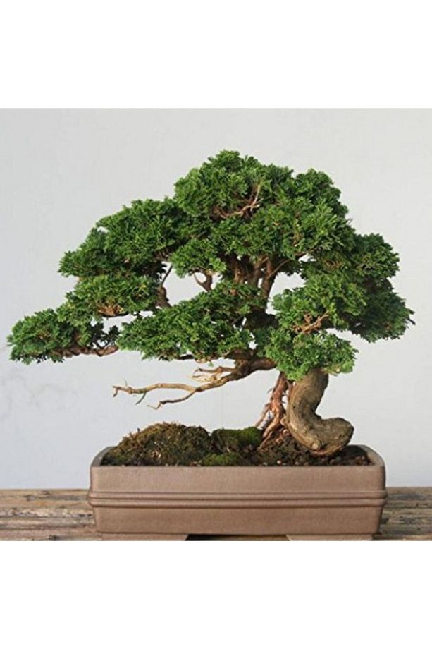 Bonsai Servi Seti (FİDAN BONSAİ SAKSI TOPRAK BİTKİ BESİNİ) - 1