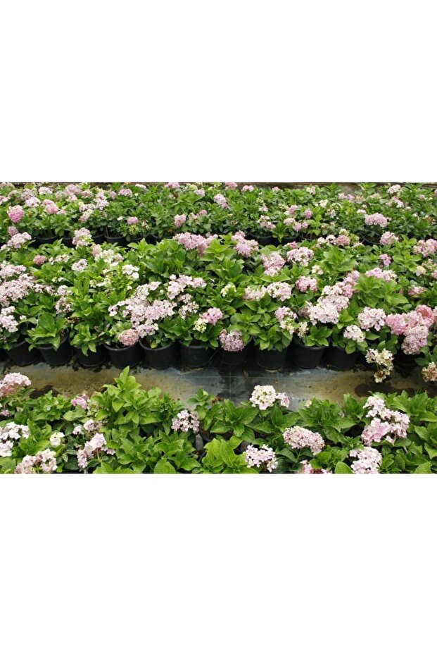 ORTANCA FİDANI 3 ADET - SAKSILI 20-40 cm - 4