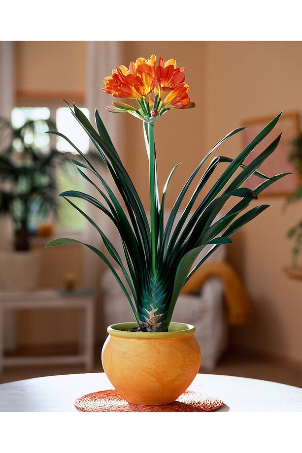 Clivia Miniata – Klivya - 1