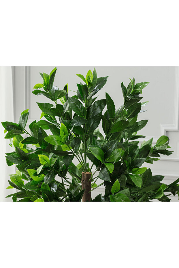 Fleurir Saksılı Bitki - 2