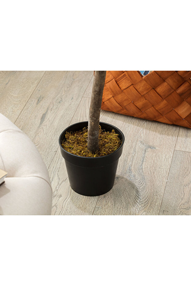 Fleurir Saksılı Bitki - 3