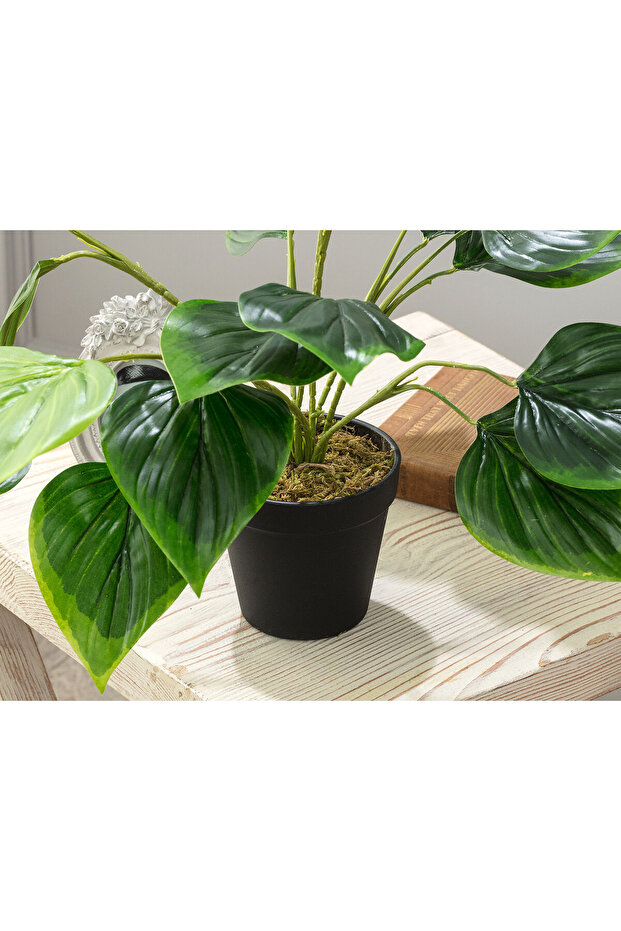 Verdure Saksılı Bitki - 3