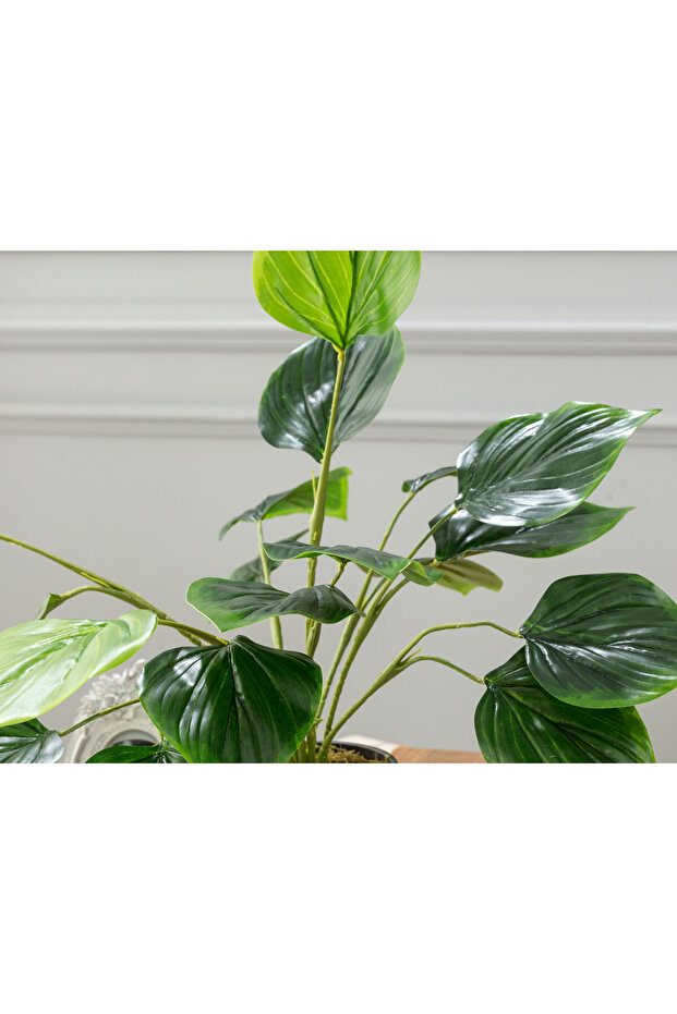 Verdure Saksılı Bitki - 2