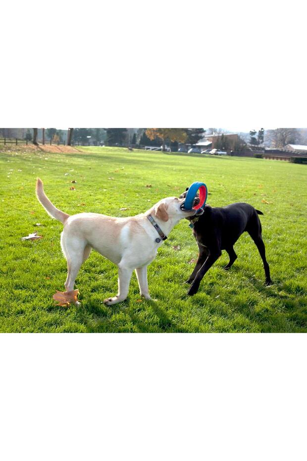 ! حلقة لعب عجلة الإمساك (حجم كبير) - 4