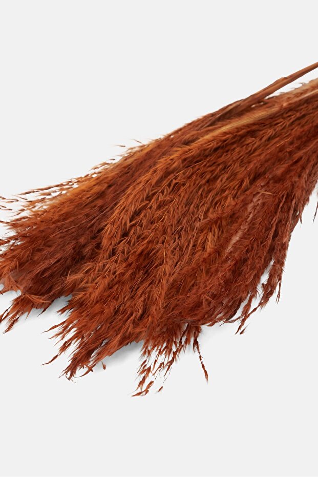 عشب زخرفي، متنوع - 3