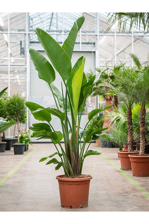 Starliçe (cennet Kuşu Çiçeği) Strelitzia Nicolai 60 Cm - 3