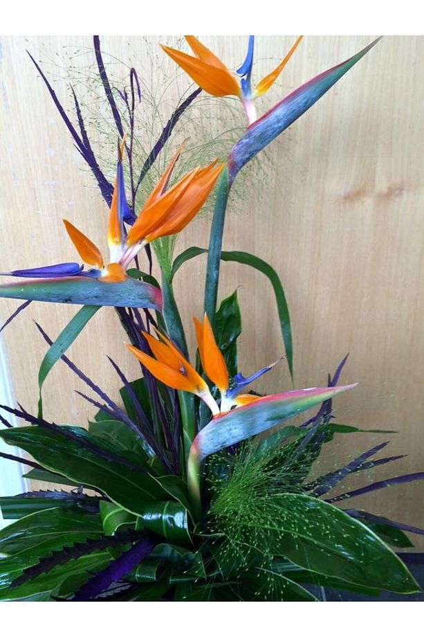 Starliçe (cennet Kuşu Çiçeği) Strelitzia Nicolai 60 Cm - 4