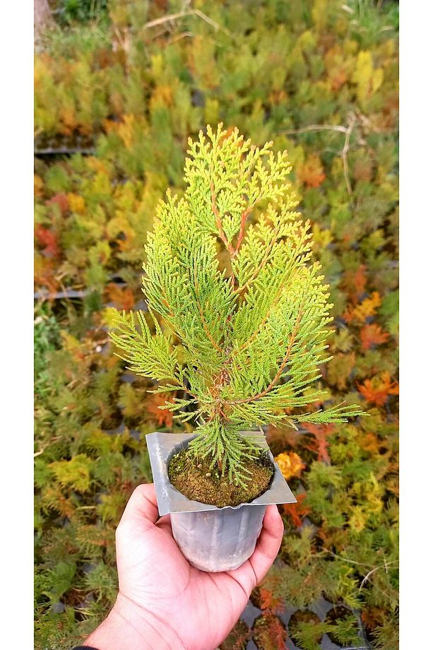 Altuni Mazı Fidanı 20 Adet 20-30 Cm - Sarı Çit Bitkisi - 4