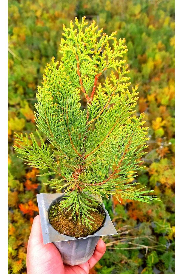Altuni Mazı Fidanı 20 Adet 20-30 Cm - Sarı Çit Bitkisi - 1