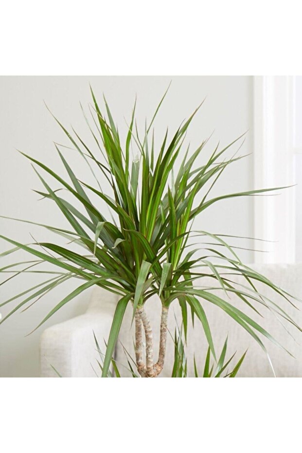 Dracaena Marginata Bitkisi 2li - 2
