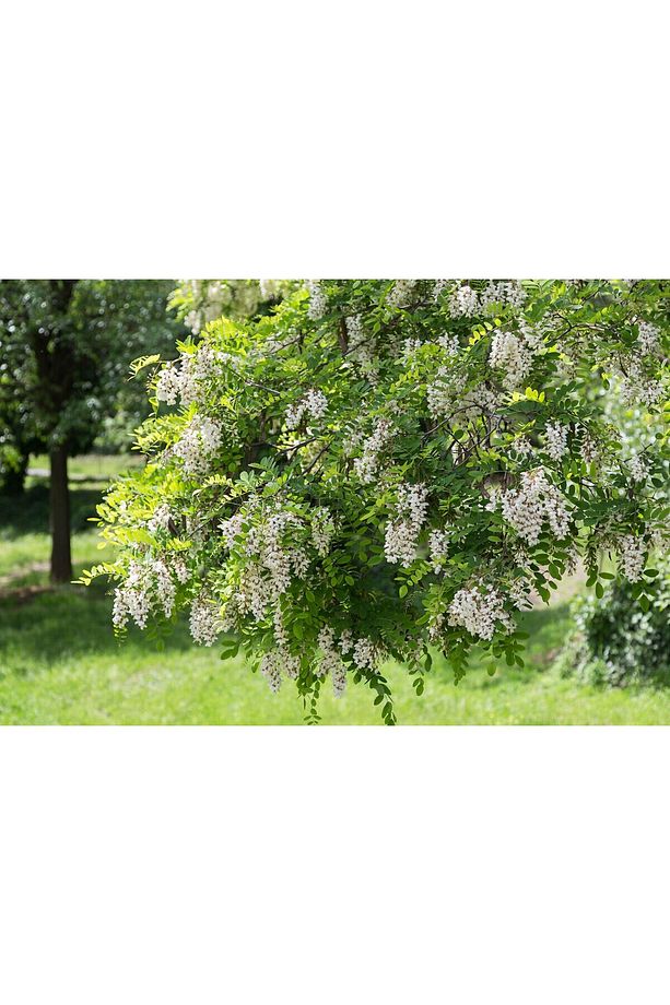 AKASYA FİDANI 3 ADET - BEYAZ ÇİÇEKLİ AKASYA 100-150 CM - 1