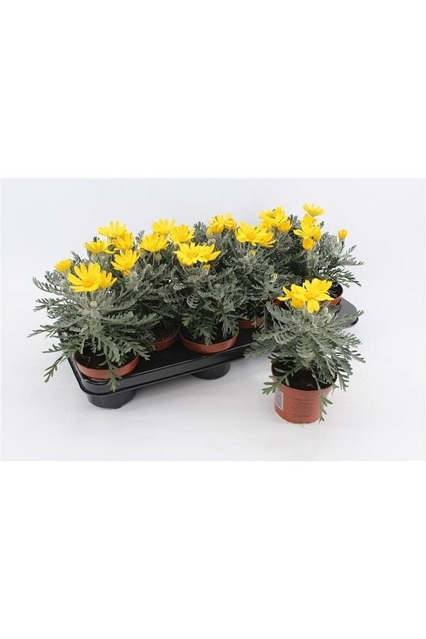 Sarı Papatya Euryops 3 Adet - Çok Yıllık Dış Mekan Çiçeği - 4