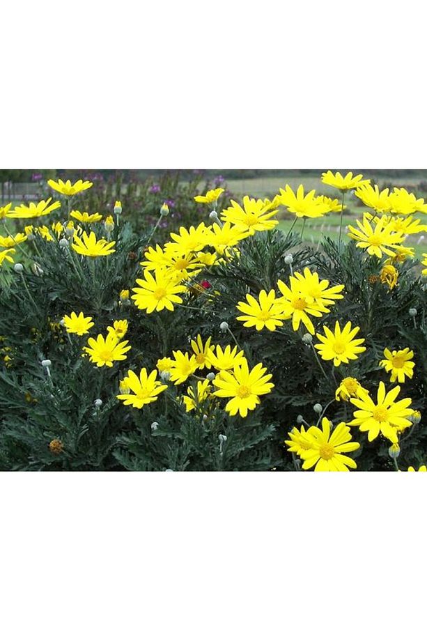 Sarı Papatya Euryops 3 Adet - Çok Yıllık Dış Mekan Çiçeği - 6