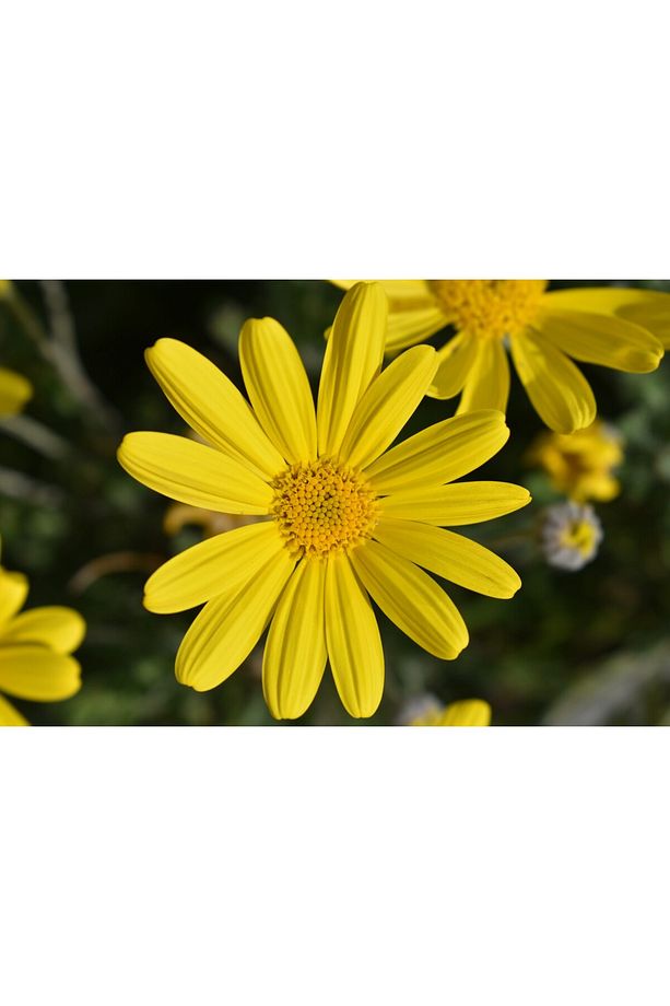 Sarı Papatya Euryops 3 Adet - Çok Yıllık Dış Mekan Çiçeği - 5