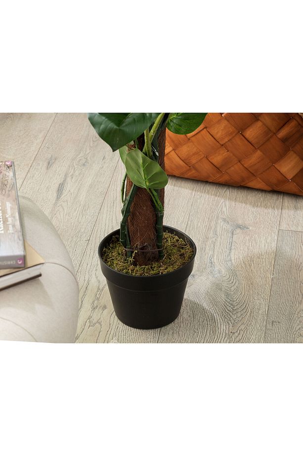 Branche Saksılı Bitki - 3