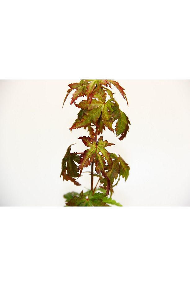Japon Akçaağacı Acer Palmatum 2 Adet - 4