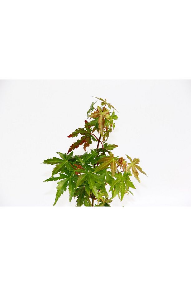 Japon Akçaağacı Acer Palmatum 2 Adet - 5