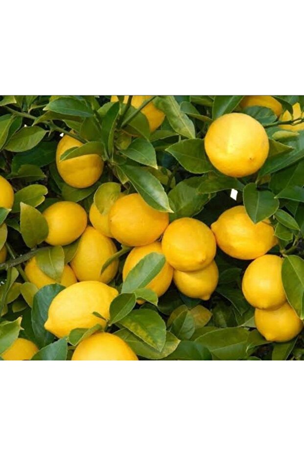 Tatlı (Şeker) Limon Ağacı - 2