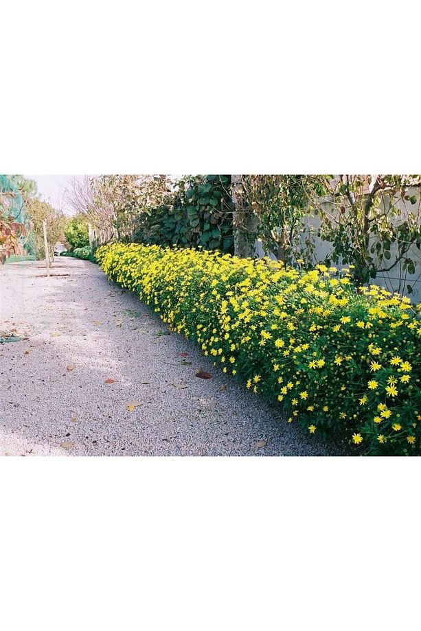 Sarı Papatya Euryops 3 Adet - Çok Yıllık Dış Mekan Çiçeği - 3