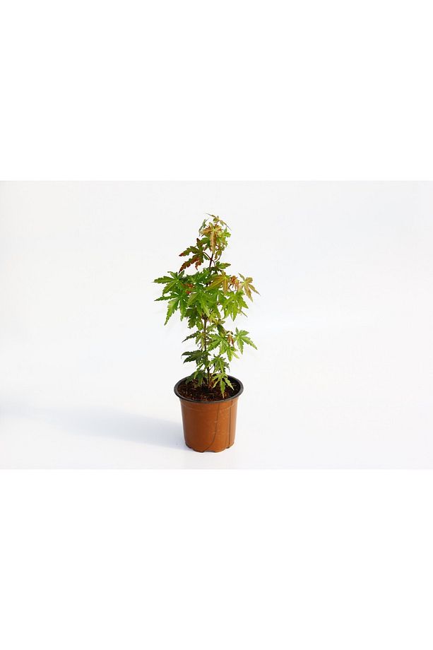 Japon Akçaağacı Acer Palmatum 2 Adet - 1
