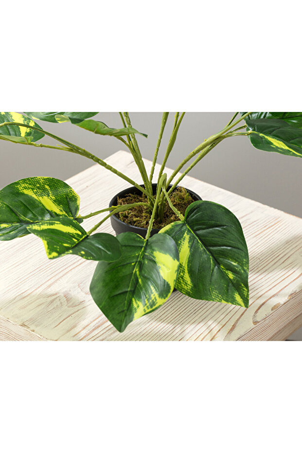 Saule Saksılı Bitki - 3