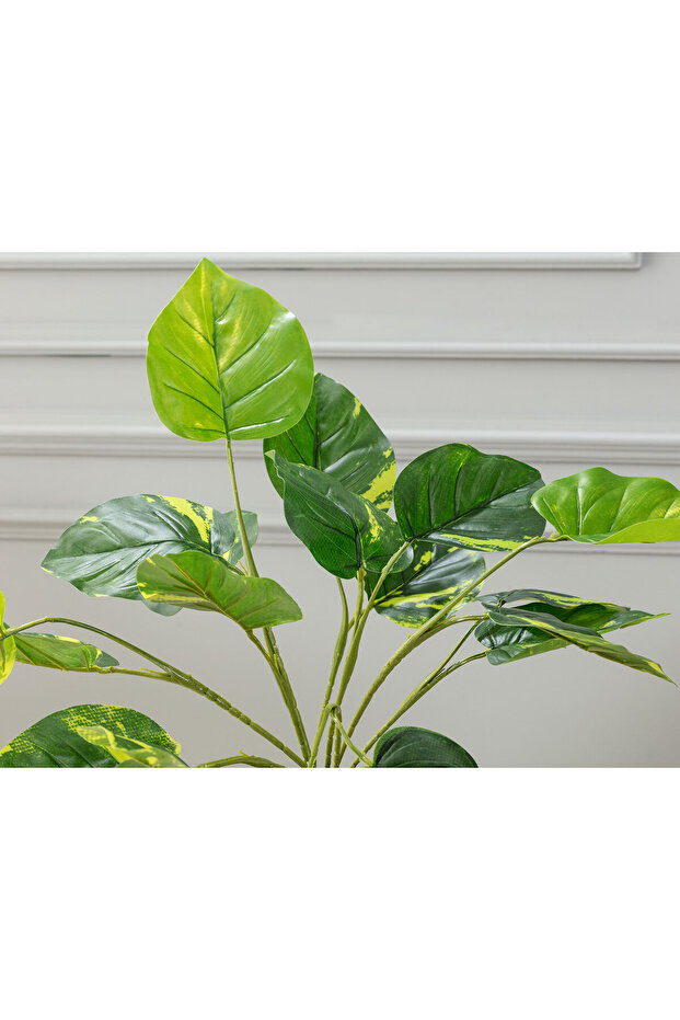 Saule Saksılı Bitki - 2