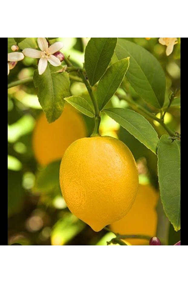 Tatlı (Şeker) Limon Ağacı - 4