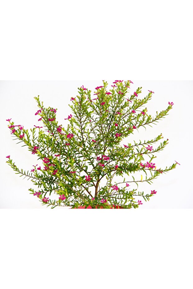 Cennet Çiçeği - Pembe Saksıda Hediyelik - 4