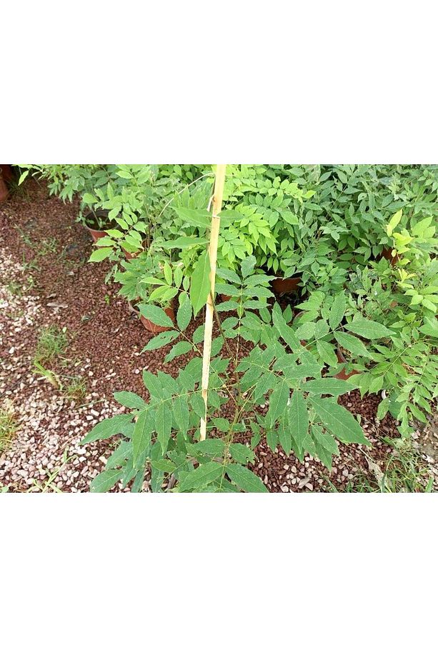 Mor Salkım Fidanı 80-100 Cm Sarılıcı Bitki - 6