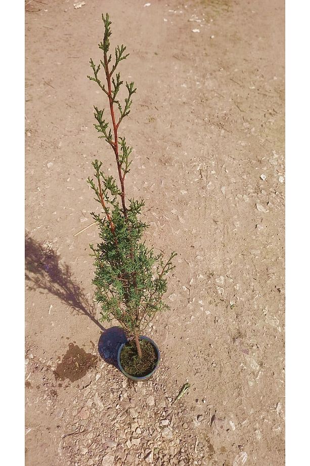 Mezarlık Çamı 2 Adet - Kabir Ağacı 1 Metre - 3
