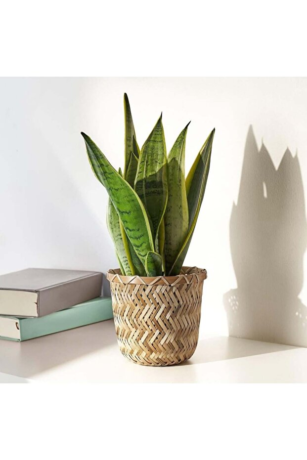 Klynnon Saksı Bambu 9 Cm - 4