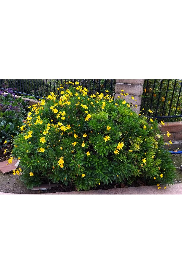 Sarı Papatya Euryops 3 Adet - Çok Yıllık Dış Mekan Çiçeği - 1