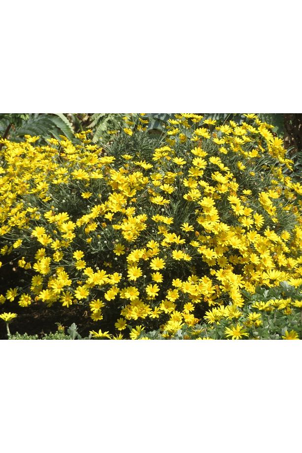 Sarı Papatya Euryops 3 Adet - Çok Yıllık Dış Mekan Çiçeği - 2