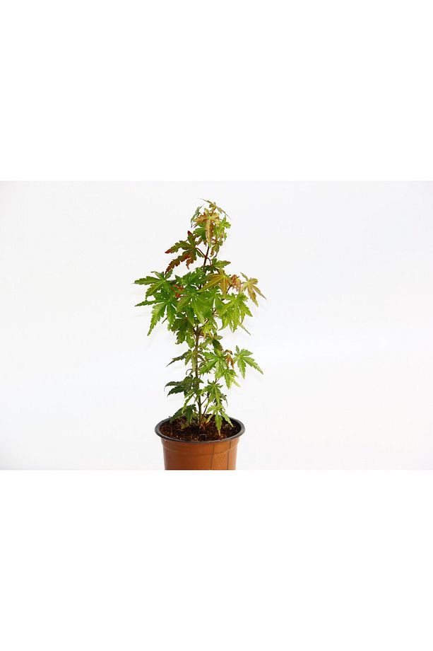 Japon Akçaağacı Acer Palmatum 2 Adet - 3