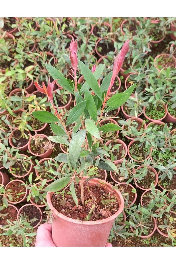 FIRÇA ÇALISI CALLİSTEMON 20 - 30 CM - 6