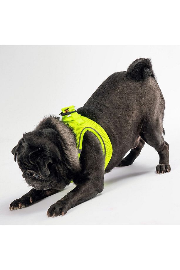 Neon Sarı Air-mesh Göğüs Tasması Kedi Köpek Göğüs Tasması - 2