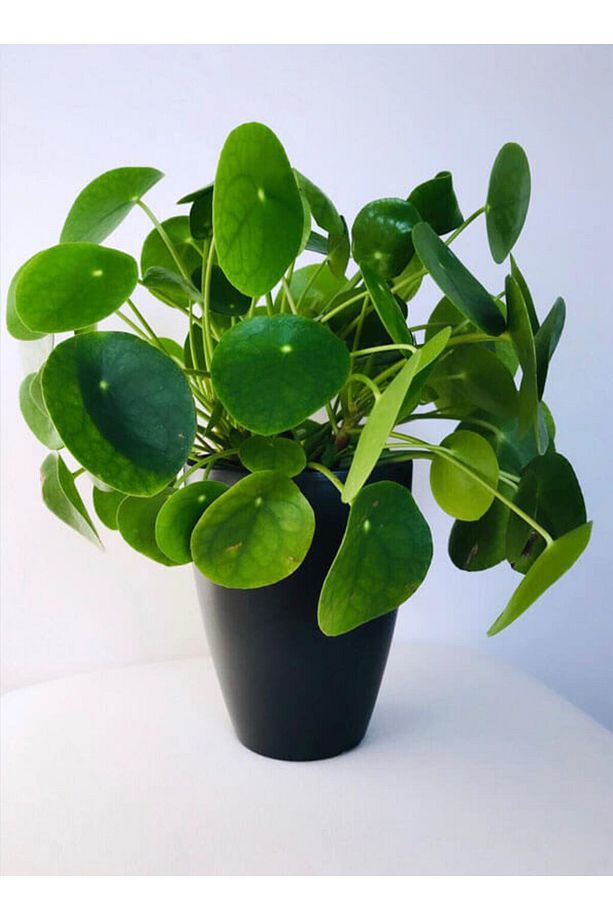Pilea Çiçeği - Çin Para Bitkisi - 5