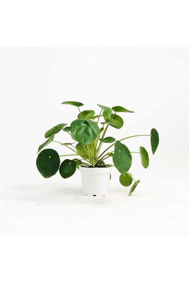 Pilea Çiçeği - Çin Para Bitkisi - 6
