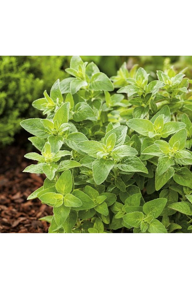 İstanbul Kekiği - Origanum Vulgare - 5