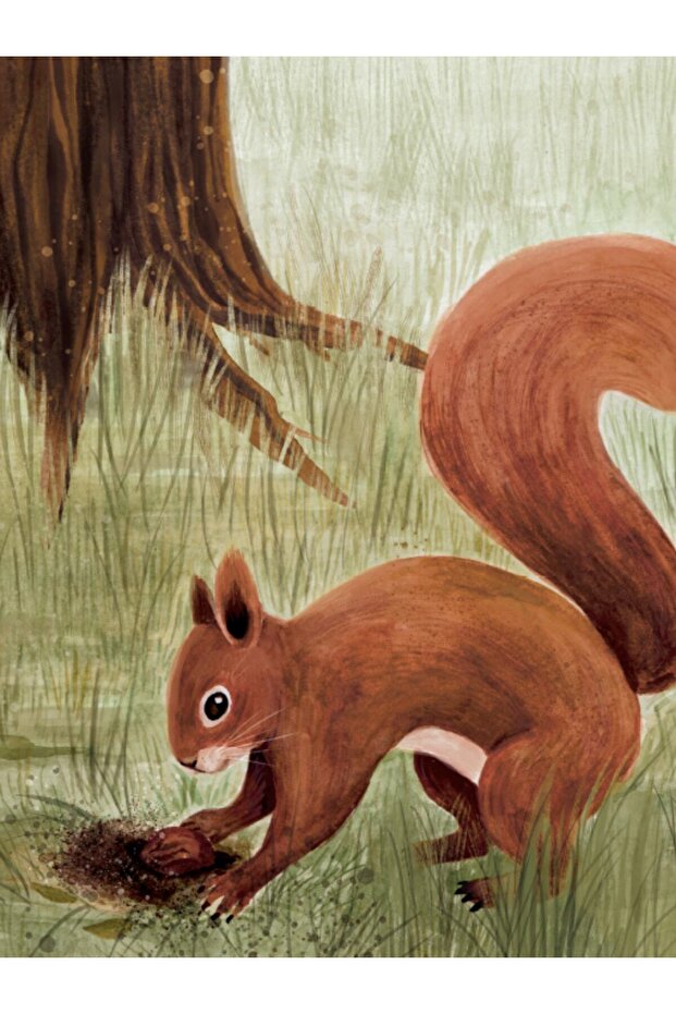 Ceviz Koleksiyoncusu - 5