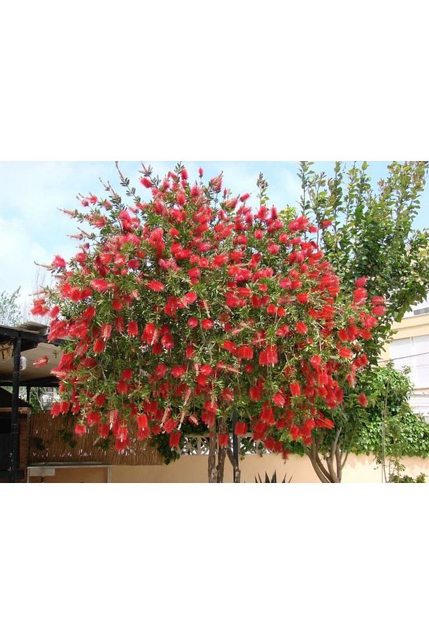 FIRÇA ÇALISI CALLİSTEMON 20 - 30 CM - 1