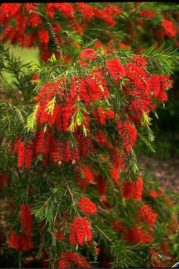 FIRÇA ÇALISI CALLİSTEMON 20 - 30 CM - 7
