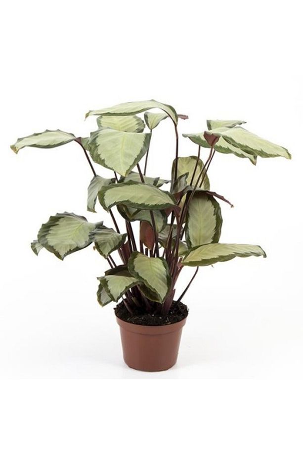 Dua Çiçeği - Calathea Picturata - 2