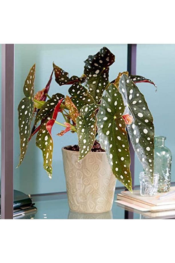 Çilli Begonya – Begonia Maculata - 3