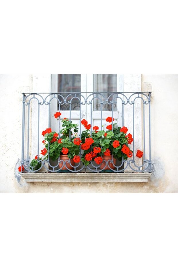 Kırmızı çiçekli Sardunya çiçeği Fidanı, çiçek Fidanı - 1