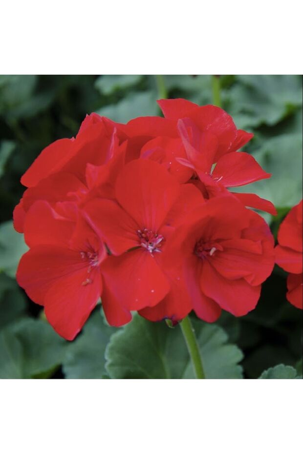 Kırmızı çiçekli Sardunya çiçeği Fidanı, çiçek Fidanı - 7