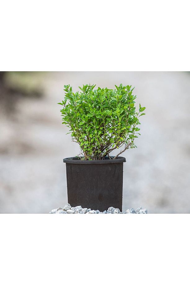 İstanbul Kekiği - Origanum Vulgare - 2