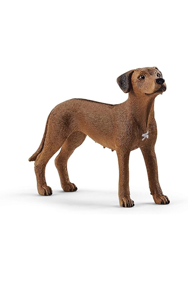Rhodesian Ridgeback 13895